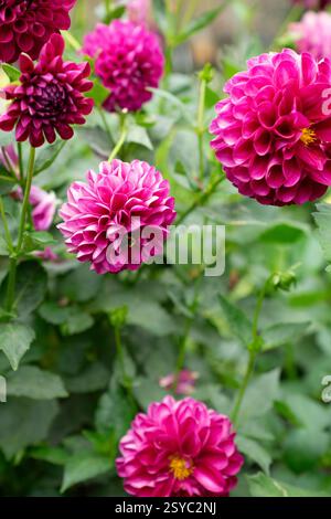 Rosafarbene Dahlien, die in einem Sommergarten wachsen Stockfoto