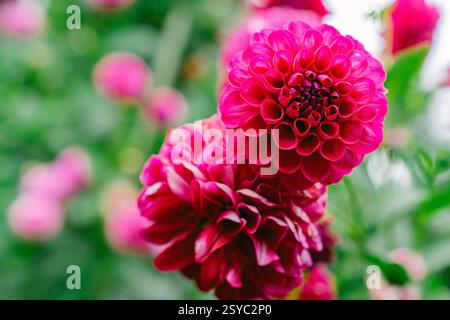 Zwei magentafarbene Pompon Dahlien, die zusammen in einem Sommergarten wachsen Stockfoto