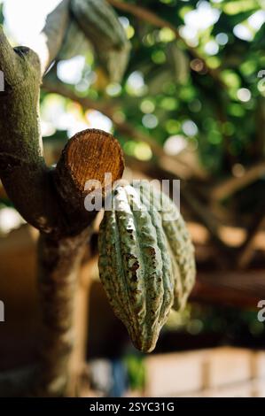 Frischer Kakaoschot wächst auf Baumzweig im Tropischen Garten Stockfoto