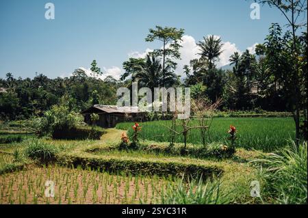 Üppige grüne Reisfelder und Palmen in Tetebatu Lombok, Indonesien Stockfoto