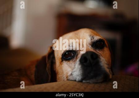 Brauner Senior Puggle, der mit traurigen Augen in die Kamera schaut Stockfoto