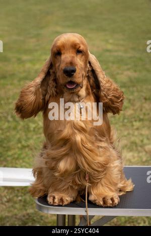Goldener englischer Cocker Spaniel Outdoor Porträt Stockfoto