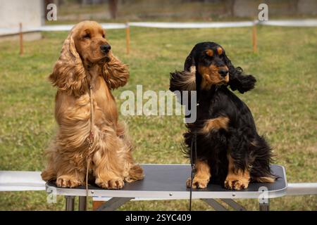 Englische Cocker Spaniels Ohren fliegen im Wind Stockfoto