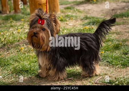 Yorkshire Terrier mit roter Schleife Stockfoto