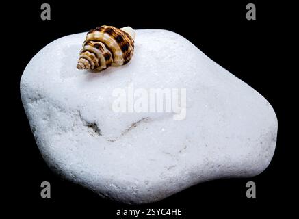 Muschel auf schwarzem Hintergrund aus weißem Kieselstein Stockfoto