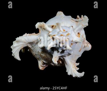 Ramose Murex Shell auf schwarzem Hintergrund Stockfoto