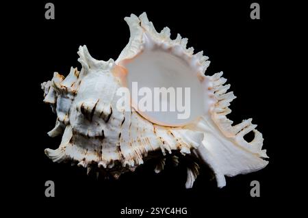 Ramose Murex Shell auf schwarzem Hintergrund Stockfoto
