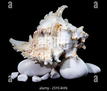 Ramose Murex Shell auf weißem Felsen schwarzen Hintergrund Stockfoto