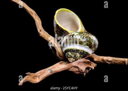 Green Jade Banded Turbo Shell auf schwarzem Treibholz Hintergrund Stockfoto