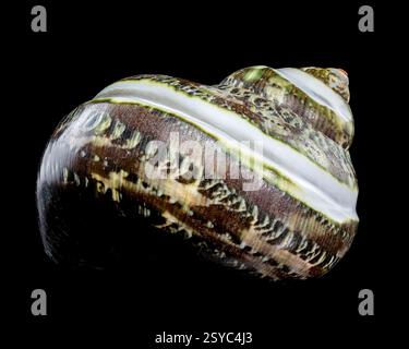 Green Jade Banded Turbo Shell auf schwarzem Hintergrund Stockfoto