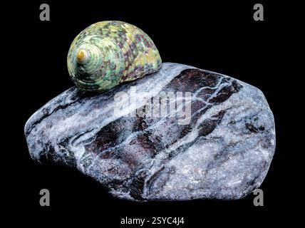 Green Jade Banded Turbo Shell auf schwarzem Hintergrund der Steine Stockfoto