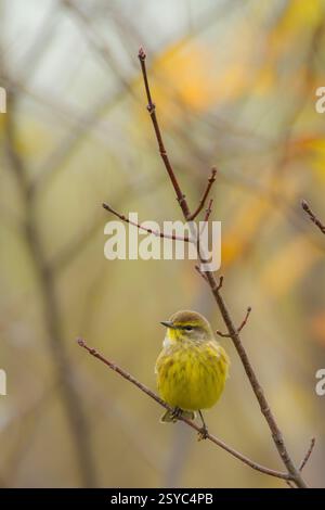 Palmenwurzel in Western Massachusetts Stockfoto