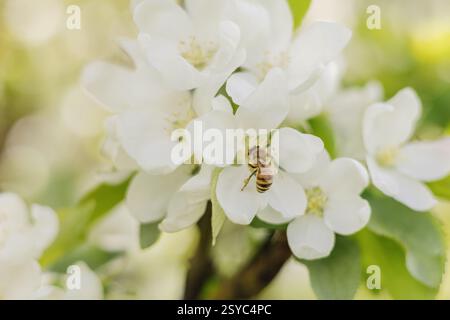 Nahaufnahme einer Honigbiene, die Pollen einer weißen Blüte sammelt Stockfoto