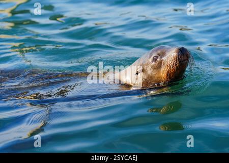 Anmutiger Seelöwe schwimmt durch die ruhigen Gewässer von Oceanside, Kalifornien, und zeigt seine Agilität. Stockfoto
