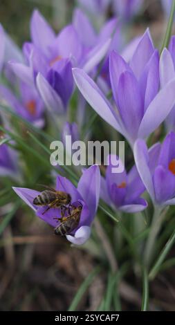 Biene, auf einer Blume, Honigbiene Stockfoto
