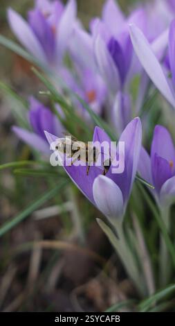 Biene, auf einer Blume, Honigbiene Stockfoto