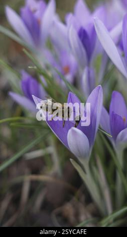 Biene, auf einer Blume, Honigbiene Stockfoto