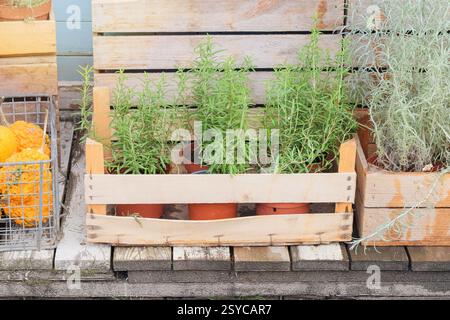 Rosemary ist im rustikalen Laden erhältlich. Setzlinge in Töpfen auf dem lokalen Markt. Kräutervielfalt. Hüttengarten. Stockfoto