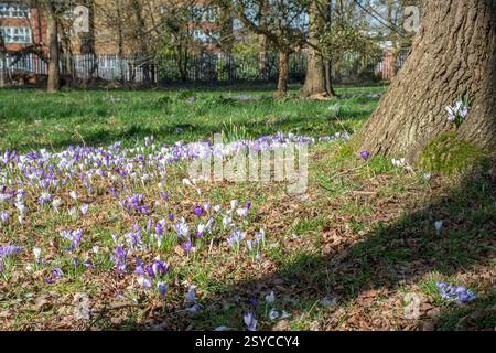 Krokusse blühen im Februar im Broadwater Park in Farncombe bei Godalming, Surrey, England Stockfoto