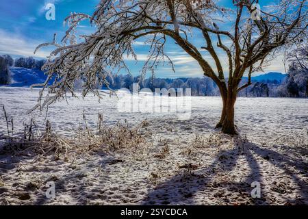DE - BAYERN: Friedliche Winterszene im Pfannenholz bei Bad Tölz, Oberbayern Stockfoto