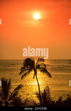 Die Palme hat eine Silhouette am Himmel. Die Sonne untergeht und der Himmel ist orange Stockfoto