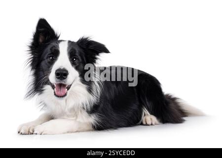 Ein bezaubernder, typischer schwarz-weißer, junger, erwachsener Border Collie Hund, der seitlich liegend ist. Blick direkt in die Kamera mit offenem Mund. Isoliert auf weiß b Stockfoto