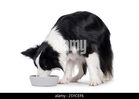 Bezaubernder typischer schwarz-weißer junger Erwachsener Border Collie Hund, seitlich stehend mit Kopf in der Futterschale. Isoliert auf weißem Hintergrund. Stockfoto