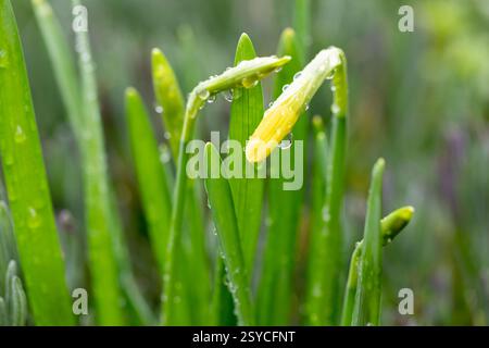 Nahaufnahme von Narzissen-Knospen bedeckt mit Regentropfen Stockfoto