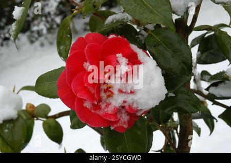 Kamelienblume teilweise mit Schnee bedeckt. Stockfoto