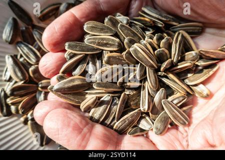 Nahaufnahme von Sonnenblumensamen in A Growers Hands, USA, 2025 2025 Stockfoto