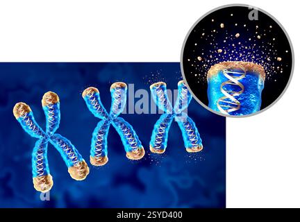 Degeneratives Altern und Telomere oder Telomere Verkürzung als altersbedingter Gesundheitsverlust, der sich an den Endkappen eines Chromosoms befindet, was zu einer Schädigung der DNA führt Stockfoto