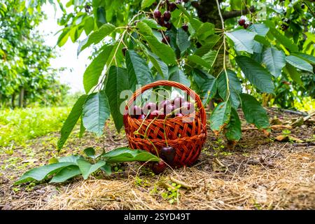 Korb mit frischen Reifen Bio-Kirschen im Garten. Ernte, gesunder Lebensstil, Bioproduktion und Sommerkonzept Stockfoto