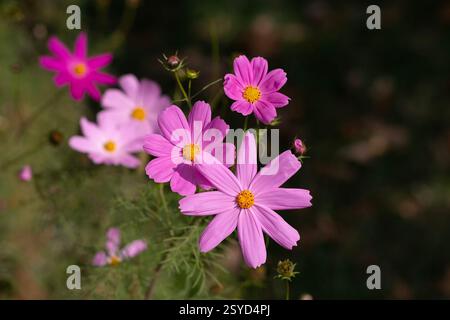 Rosa Cosmos bipinnatus blüht im Garten. Blumen Stockfoto