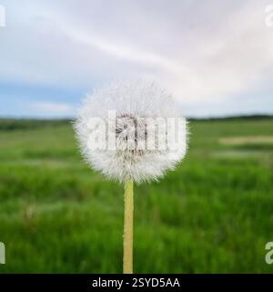 Löwenzahn auf einem Feld. Grüne Hintergrundfarben des Frühlings. Selektives Fokusbild. Stockfoto