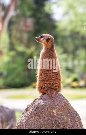 Erdmännchen stehen auf einem Stein in einer Zooumgebung, umgeben von Grün Stockfoto