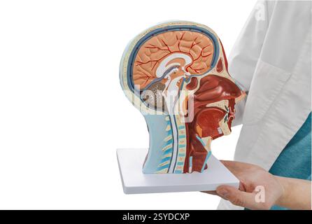 Anatomisches Modell des menschlichen Kopfes mit Hirnstrukturen in Händen des Arztes isoliert auf weißem Hintergrund. Neurologie, Konzept Stockfoto