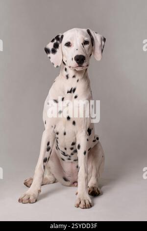 Dalmatinischer Welpe sitzendes Studio-Porträt Stockfoto
