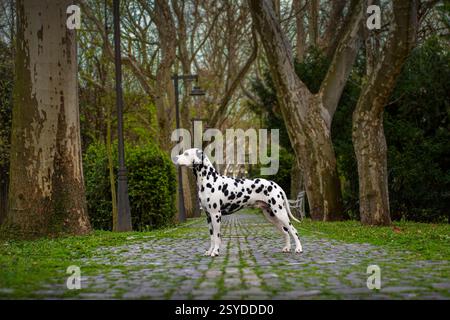 Dalmatinischer Hund posiert in der Parklandschaft Stockfoto
