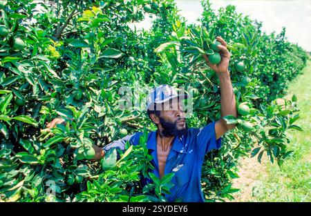 In Brasilien werden Orangen auf einer Plantage geerntet, die zwei Stunden Fahrt von Sao Paulo entfernt ist. Stockfoto