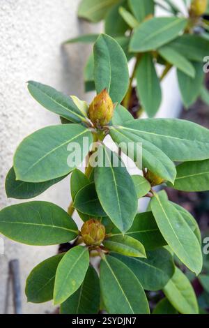 Die ersten Knospen eines Rhododendrons am 27. Februar 2025 Stockfoto