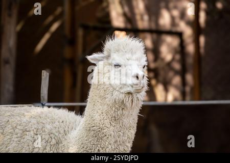 Nahaufnahme eines Alpakakakopfes mit detailliertem Fell und ausdrucksstarken Augen, aufgenommen im wunderschönen Peru Stockfoto