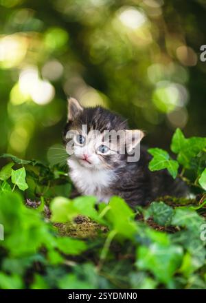 Lustiges kleines Kätzchen sitzt im Garten und schaut sich etwas mit einem traumhaften Blick an. (Felis catus) Naturlandwirtschaftskonzept. Stockfoto