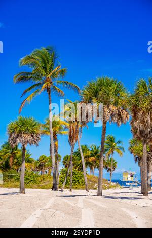 Fotos werden gedruckt. Tropische Palmen Strand Miami Stockfoto