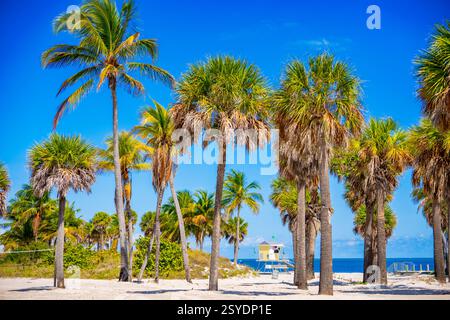 Fotos werden gedruckt. Tropische Palmen Strand Miami Stockfoto
