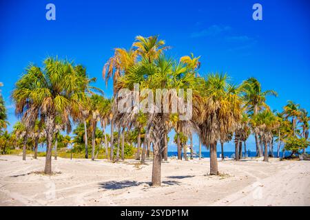 Fotos werden gedruckt. Tropische Palmen Strand Miami Stockfoto
