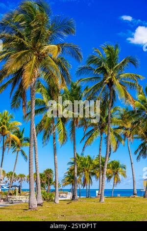 Fotos werden gedruckt. Tropische Palmen Strand Miami Stockfoto