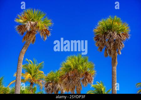 Stock Foto Palmen Miami Stockfoto