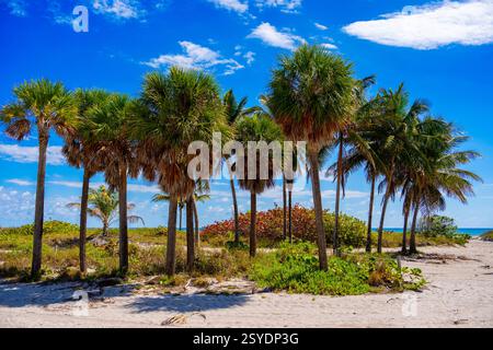 Stock Foto Palmen Miami Stockfoto