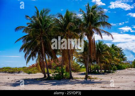 Stock Foto Palmen Miami Stockfoto