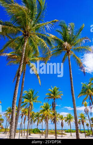 Wunderschöne Miami Beach Palmen am tiefblauen Himmel 2025 Stockfoto Stockfoto